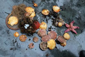 Мониторинг акватории показал, что вода в бухте Находка пригодна для жизни и размножения моллюсков